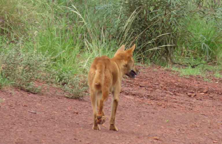 Gefährliche Tiere Australien Dingo