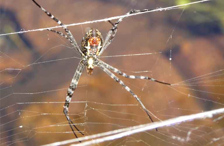Gefährliche Tiere Australien Spinnen