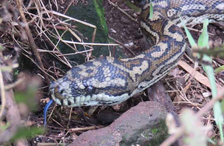 Gefährliche Tiere in Australien Schlangen