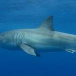 Great White Shark Haitauchen (Shark Cage Diving) in Australien