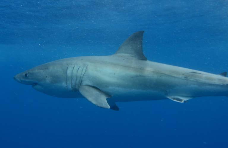 Haitauchen (Shark Cage Diving) in Australien