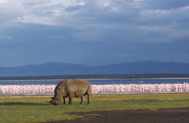 Nashorn Afrika Safari Tansania Planung