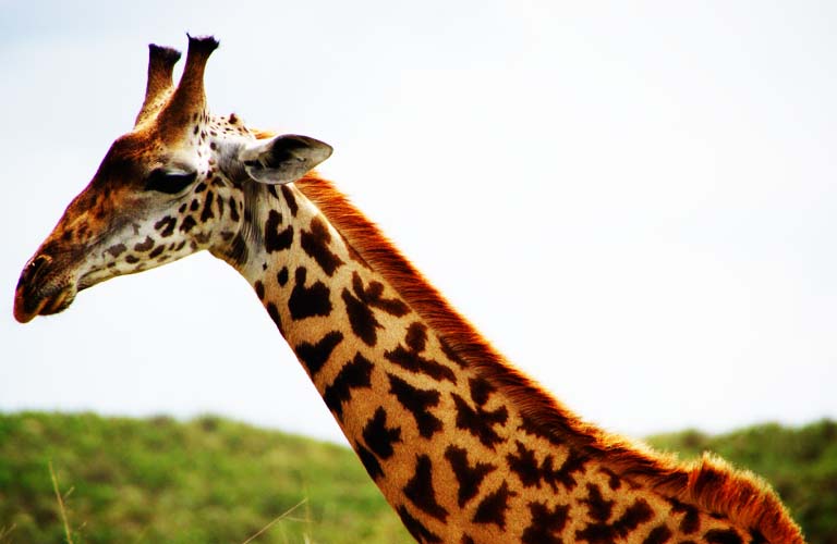 Tansania Safari Tipps Giraffe