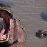 Afrikas Top 10 der gefährlichsten Tiere Hippopotamus
