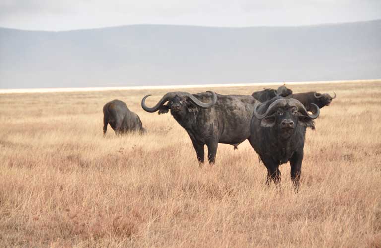 Afrikas Top 10 der gefährlichsten Tiere Afrikanischer Büffel