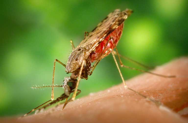 afrikas top 10-der gefaehrlichsten tiere anopheles muecke impfungen für nepal malaria