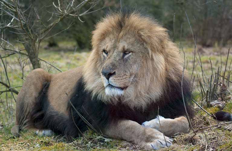 Afrikas Top 10 der gefährlichsten Tiere Löwe