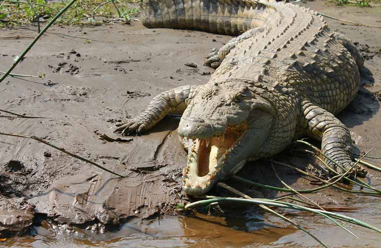 Afrikas Top 10 der gefährlichsten Tiere Nile Crocodile