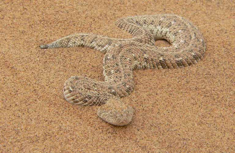 Afrikas Top 10 der gefährlichsten Tiere Puff adder