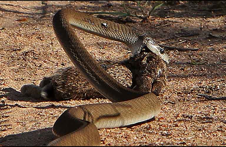 Afrikas Top 10 der gefährlichsten Tiere Schwarze Mamba