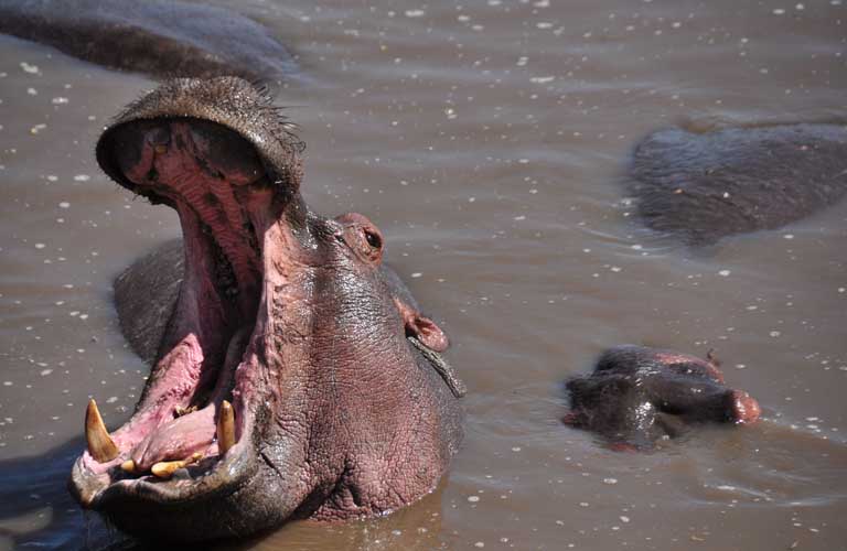 Afrikas Top 10 der gefährlichsten Tiere Hippopotamus