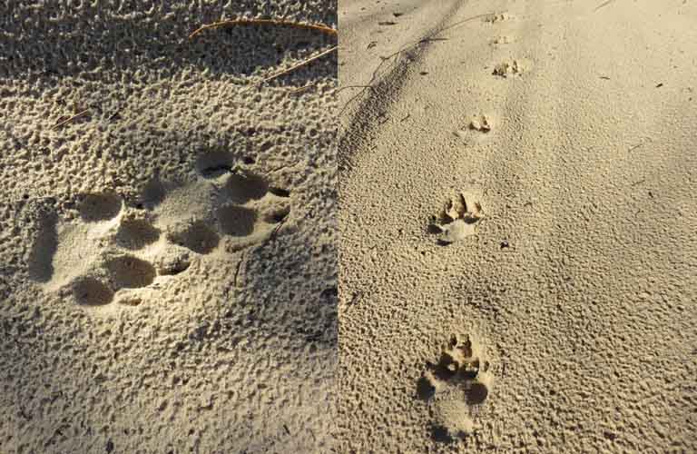 Dingos Fraser Island