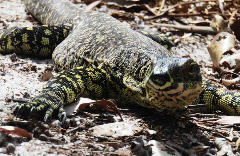 Goanna Fraser Island gefährliche Tiere