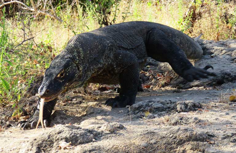 Komodo Island Komodo Dragaon Komodowaran Riesenechse Indonesien