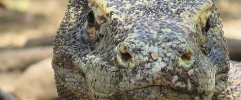 Komodo Island Komodo Dragaon Komodowaran Riesenechse Rinca Indonesien