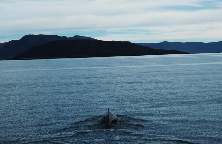 whale-watching-island-backpacking-iceland-camping-island-zelten