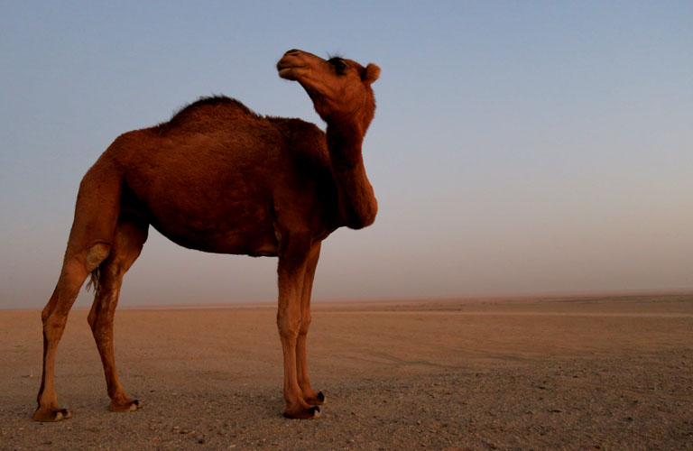 Iran Kashan Maranjab Desert Sonnenaufgang Kamele Visum Iran