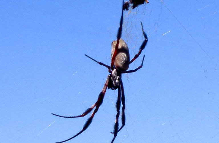 Spider Sandy Camp Pool Jatbula Trail Australien Trekking Outback