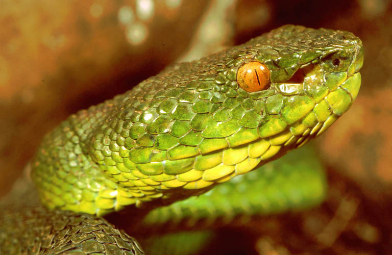 Asien Giftschlangen in Nepal Erste Hilfe Verhaltensregeln Schlangen Himalaja
