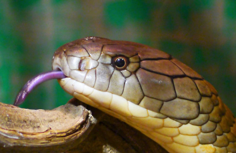 Giftschlangen in Nepal Königskobra Erste Hilfe Verhaltensregeln Schlangen Himalaja