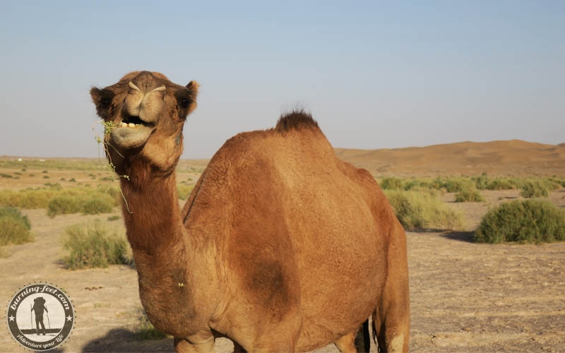 Kamele Maranjab Desert Camel Iran Kashan Isfahan Desert Tour Tiere Iran