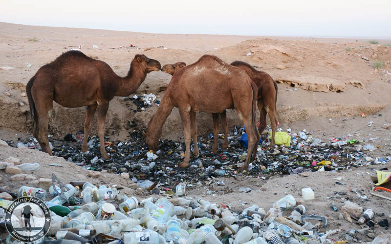 Kamele Maranjab Desert Iran Kashan Isfahan Desert Umweltverschmutzung