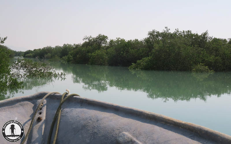 Mangrove Forrest Queshm Island Iran Geopark Qeschm Sehenswürdigkeit