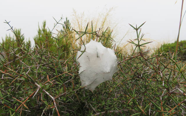 Mount Fyffe Vegetation