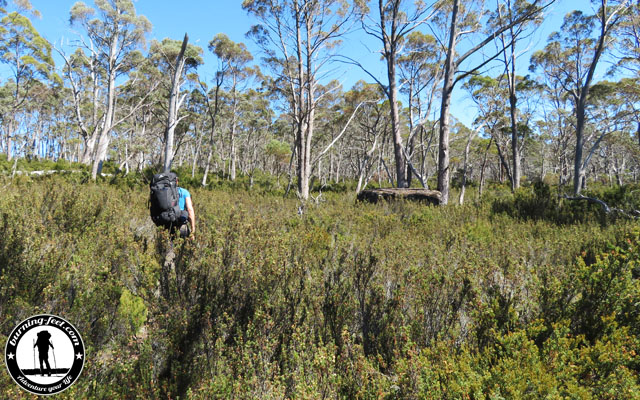 australien walls of jerusalem track tasmanien